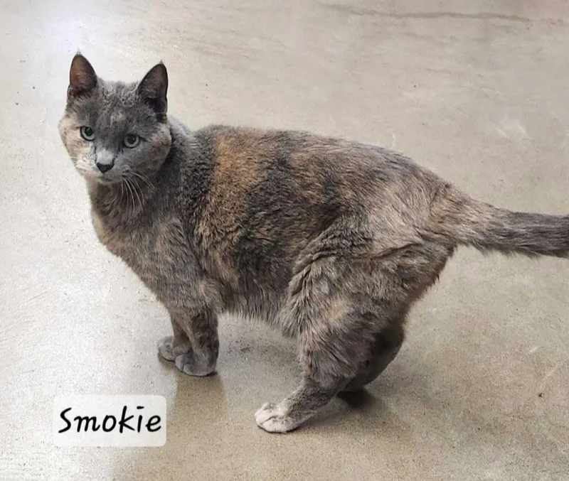 A senior medium-sized female Domestic Short Hair cat named Smokie for adoption in Durand, WI