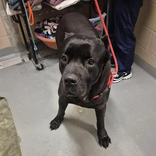 An adult extra large-sized male Black Cane Corso dog named Jubilee for adoption in Tacoma, WA
