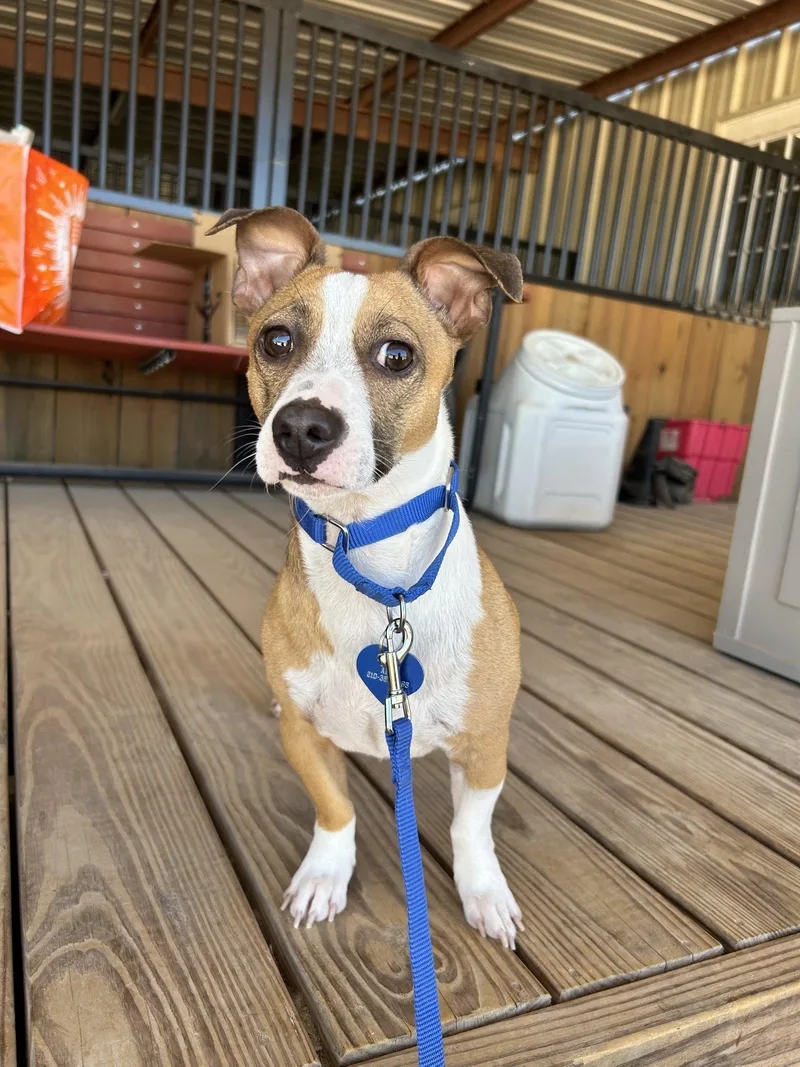 An adult small-sized male Jack Russell Terrier dog named Jet for adoption in Pipe Creek, TX