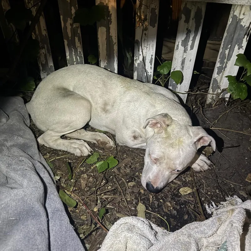 A young medium-sized female White / Cream Mixed Breed dog named StrayWildwoodAvenue for adoption in Columbus, GA