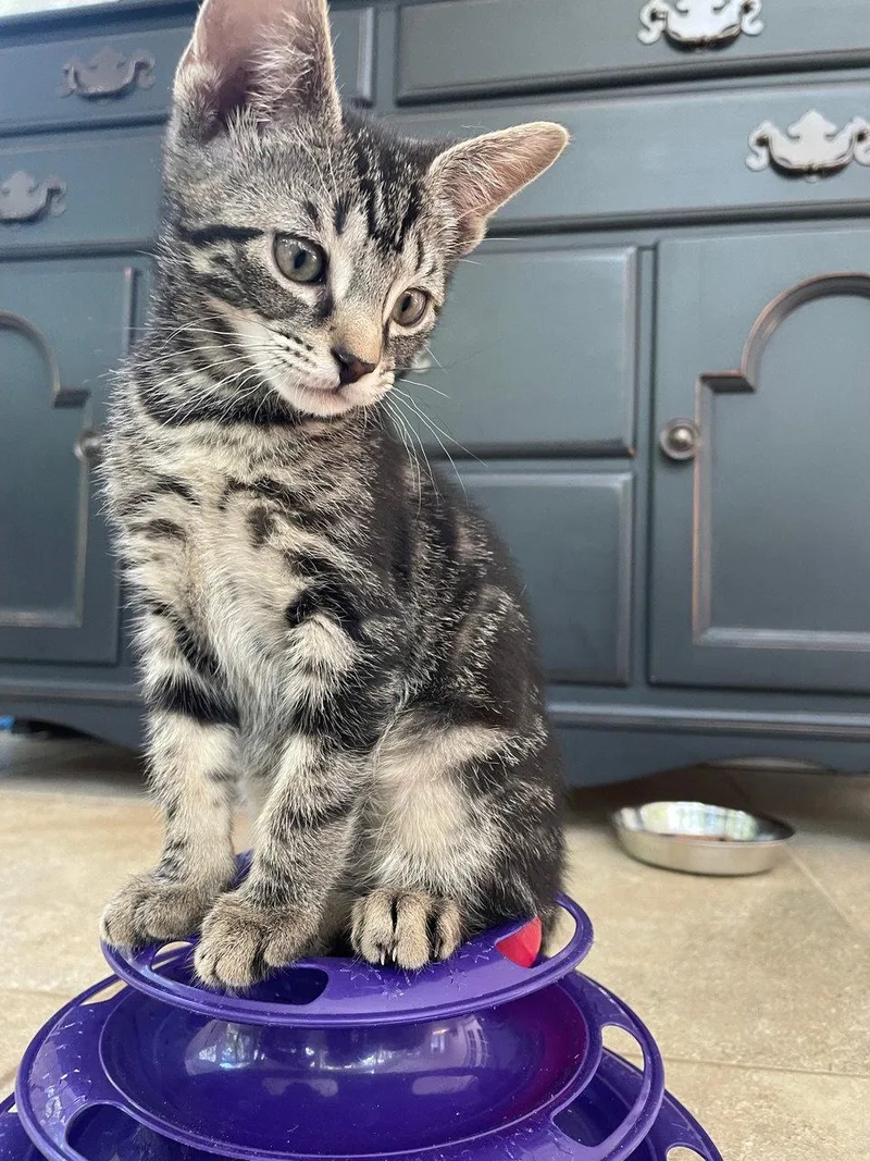 A baby medium-sized female Domestic Short Hair cat named Calla for adoption in Broomall, PA