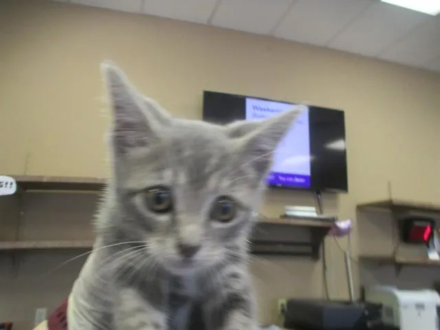 A baby small-sized male Domestic Short Hair cat named A for adoption in Ocala, FL