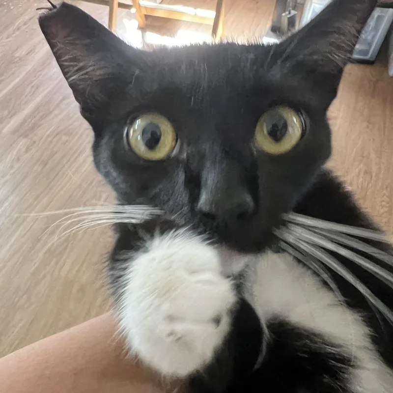 Peque