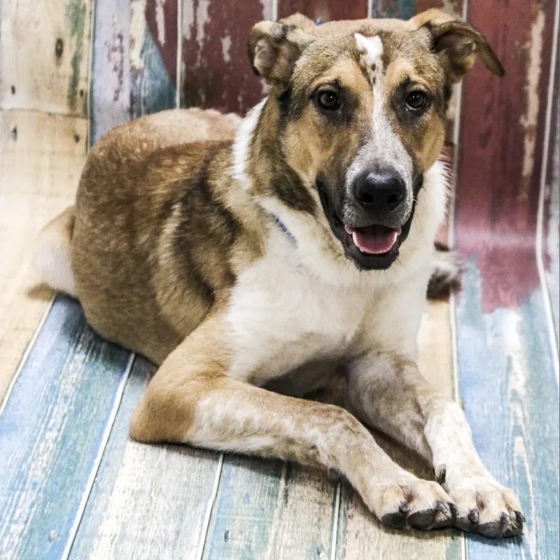 An adult large-sized male Brown / Chocolate Mixed Breed dog named Blitz aka Buck for adoption in Casa Grande, AZ