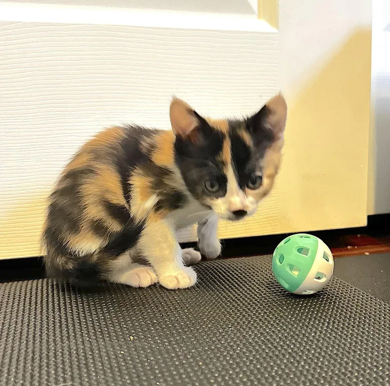 A baby medium-sized female Domestic Short Hair cat named Lady for adoption in Fremont, CA