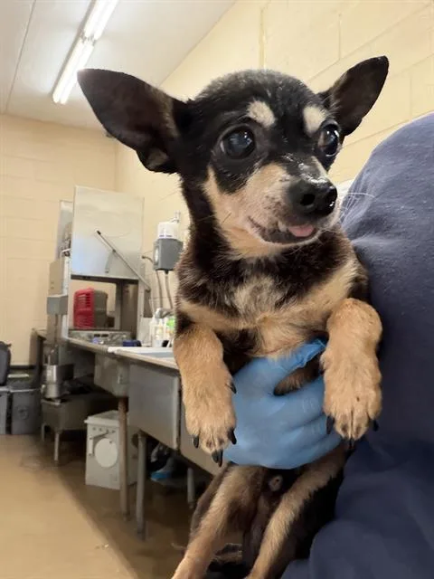 A senior small-sized male Chihuahua dog named Bartholomew for adoption in Chula Vista, CA