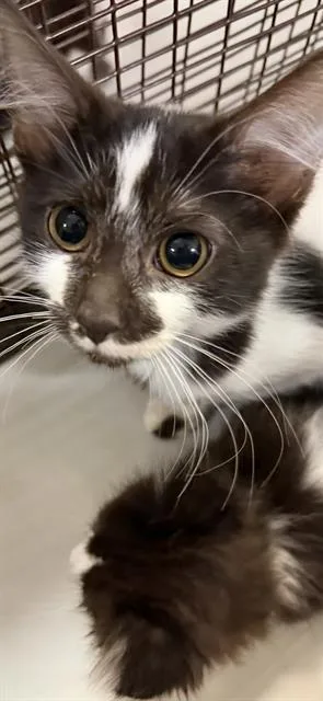 A baby small-sized female Domestic Short Hair cat named Sasha for adoption in Miami, FL