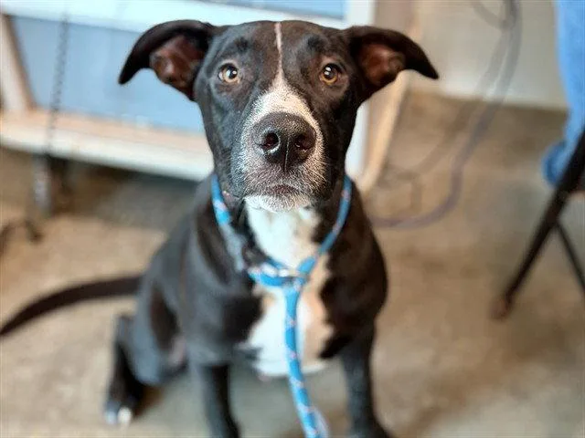 A young small-sized male Labrador Retriever dog named Delaware for adoption in Tavares, FL