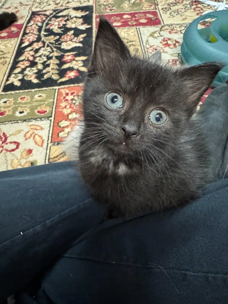 A baby medium-sized female Black Domestic Short Hair cat named Raven for adoption in Powder Springs, GA