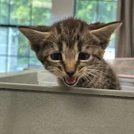 A baby small-sized male Domestic Short Hair cat named Shiloh for adoption in Jeffersonville, IN