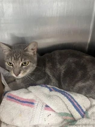 An adult medium-sized female Domestic Short Hair cat named Lowe for adoption in West Chester, PA