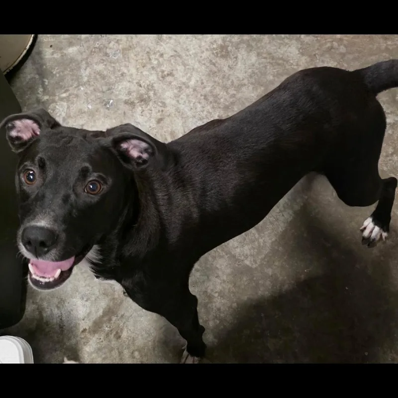 An adult medium-sized female Black Retriever dog named Taco for adoption in Fairfax, VA