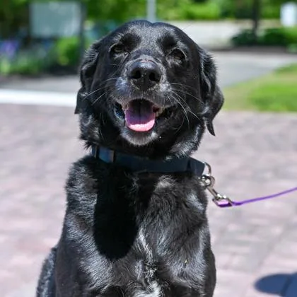 An adult medium-sized female Mixed Breed dog named Louise for adoption in Westbrook, ME