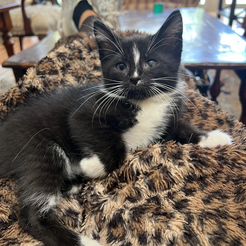 A baby medium-sized female Black & White / Tuxedo Domestic Short Hair cat named Daisy for adoption in South Euclid, OH