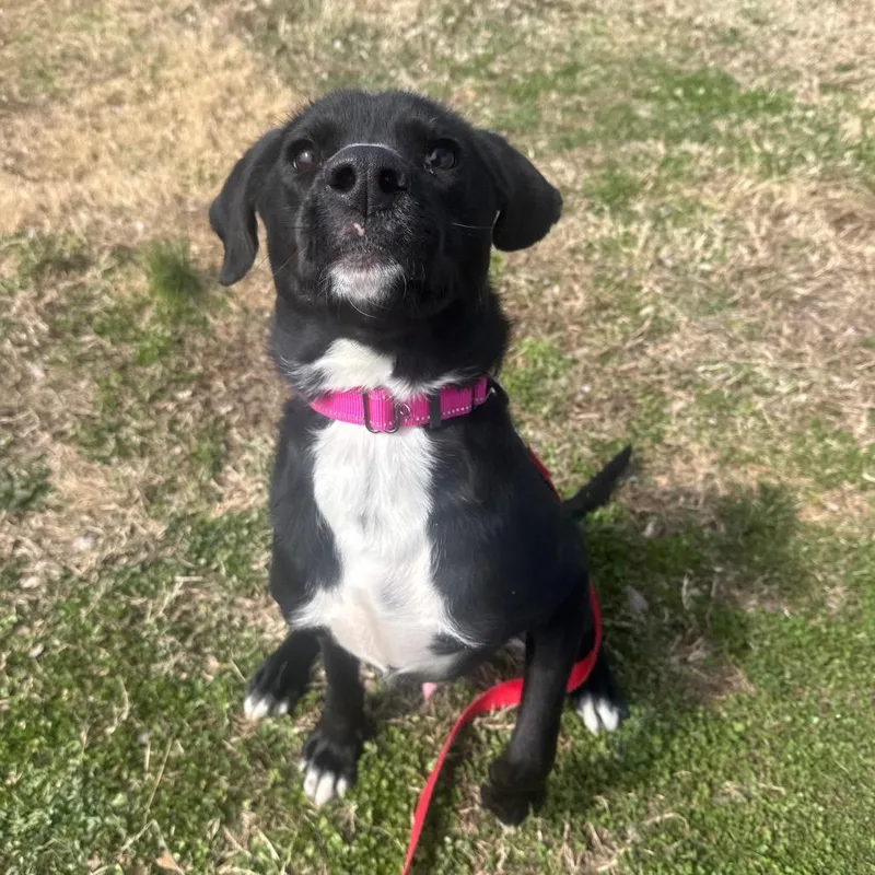 Duncan Hines thumbnail 2