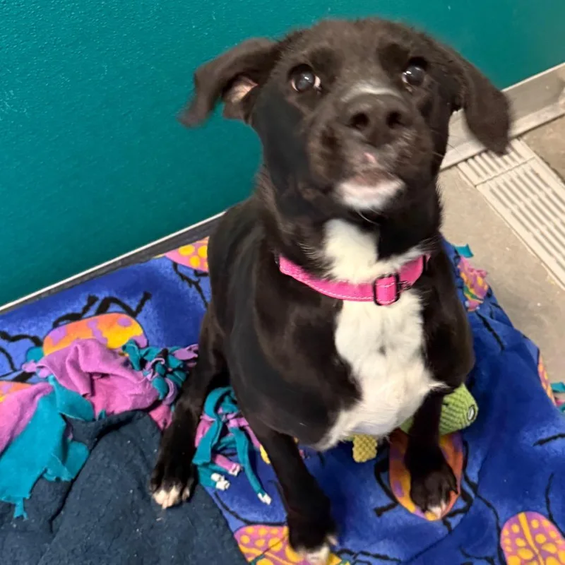 Duncan Hines thumbnail 4