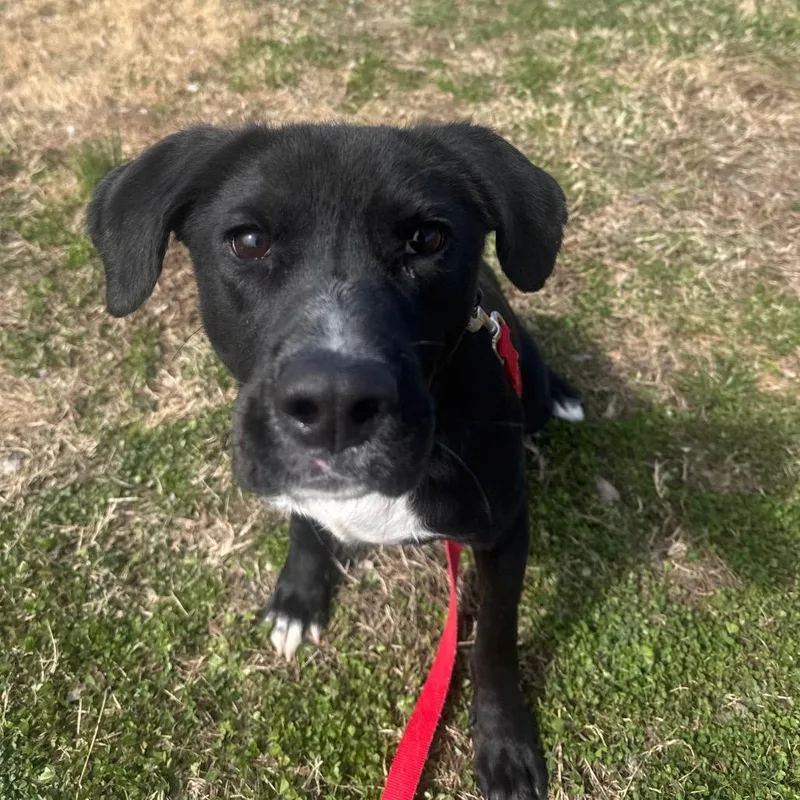 Duncan Hines thumbnail 5