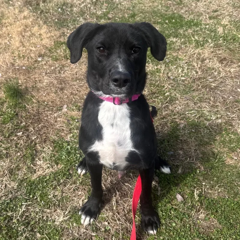 Duncan Hines thumbnail 6