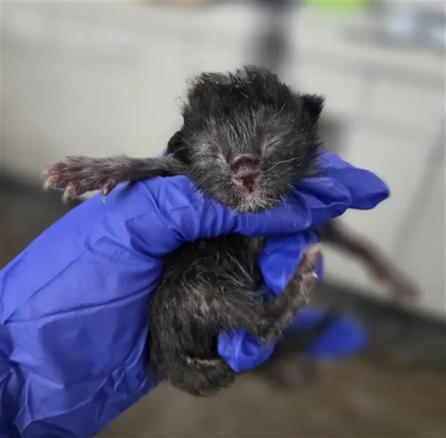 A baby medium-sized male Domestic Short Hair cat named Olive for adoption in Dallas, TX