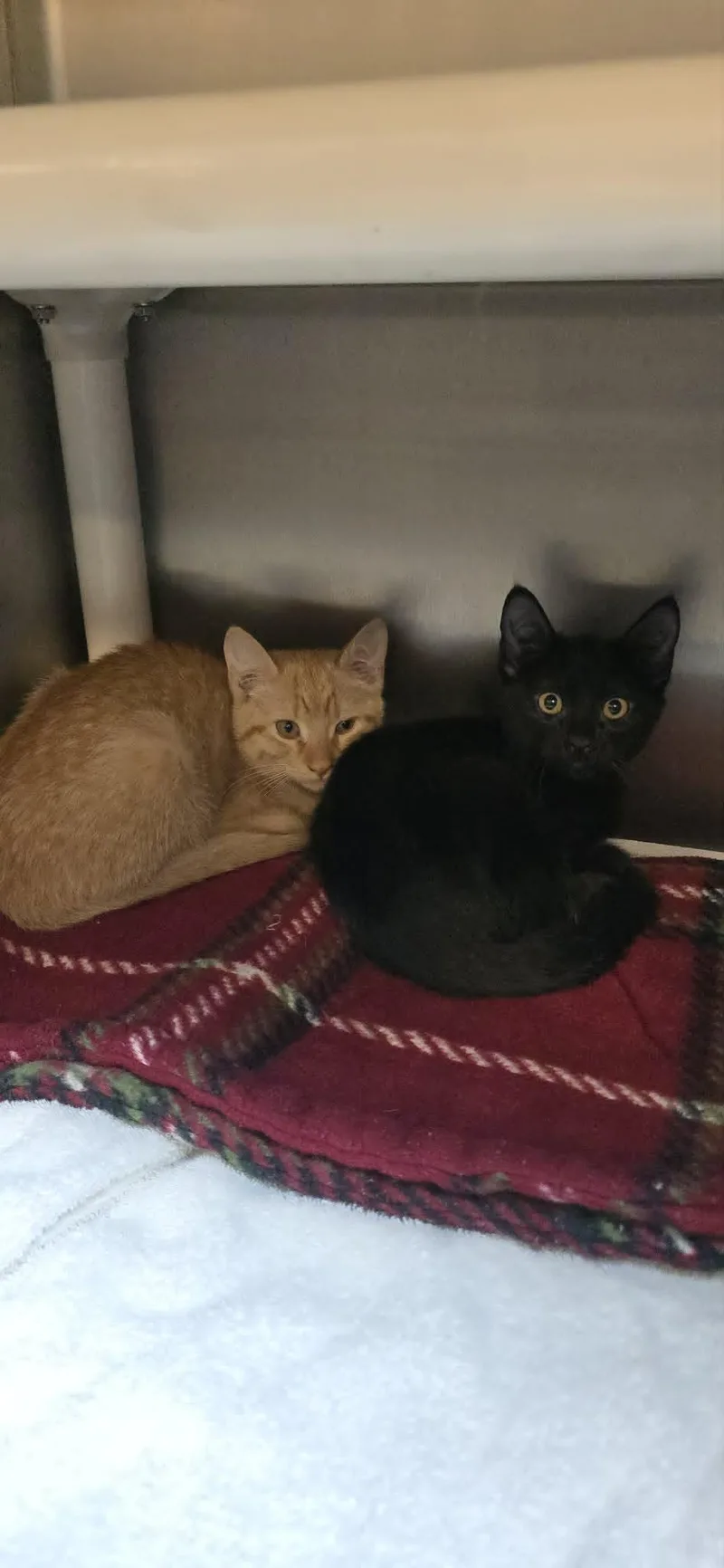 A baby medium-sized male Domestic Short Hair cat named Sprout for adoption in Orange, VA