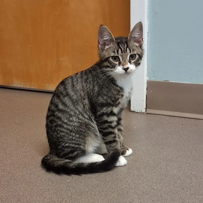 A baby small-sized male Brown / Chocolate Domestic Short Hair cat named Gifford for adoption in Middlebury, VT