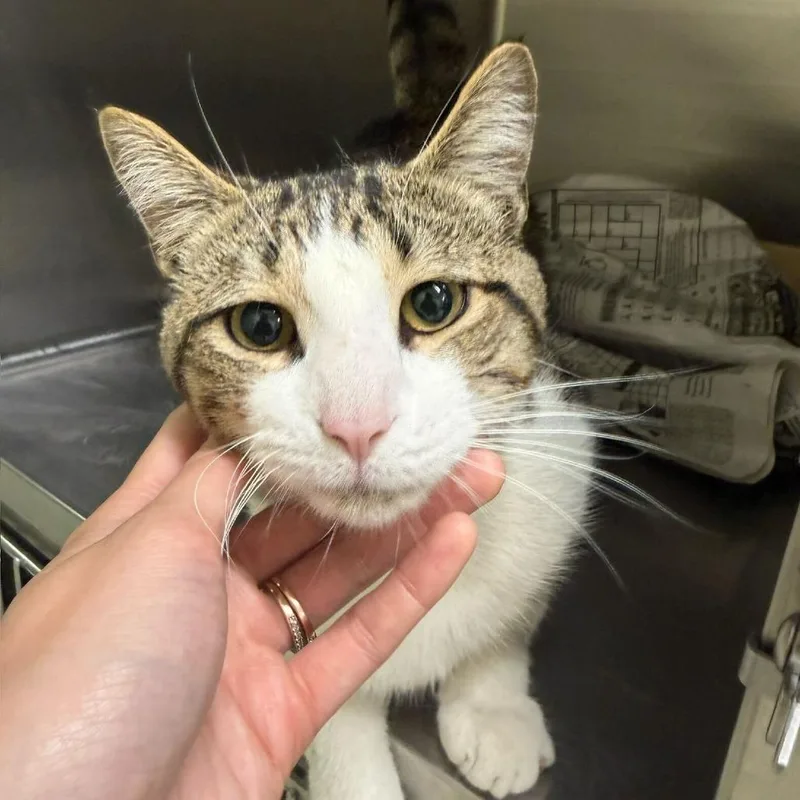 A young small-sized male Brown / Chocolate Domestic Short Hair cat named Linx for adoption in Falls Church, VA