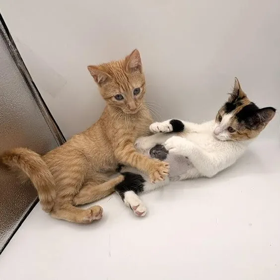 A baby medium-sized female Domestic Short Hair cat named Pringles And Orange Soda for adoption in Springfield, MO