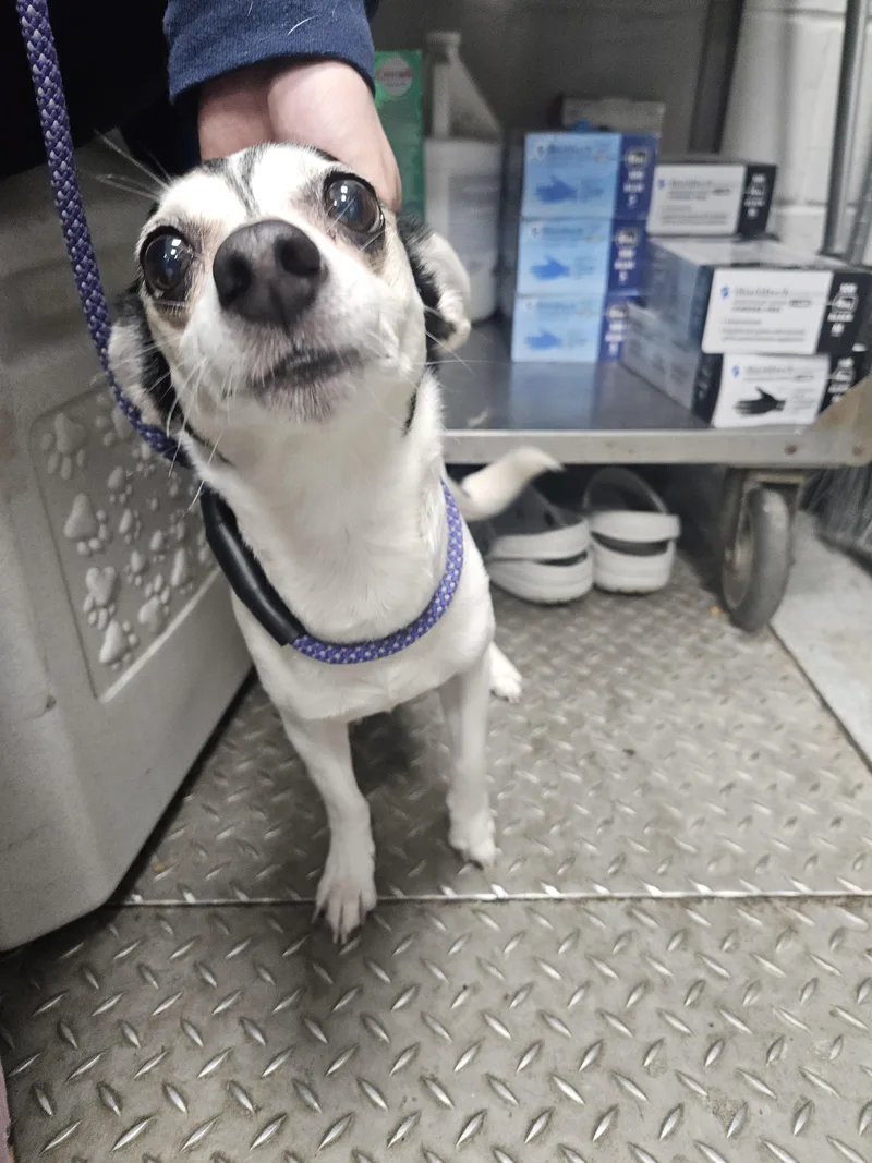 An adult small-sized female Chihuahua dog named Elizabeth Taylor for adoption in Teterboro, NJ