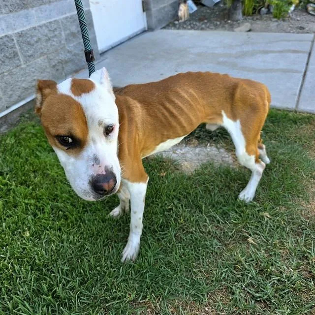 An adult medium-sized male Pit Bull Terrier dog named Sam for adoption in Long Beach, CA