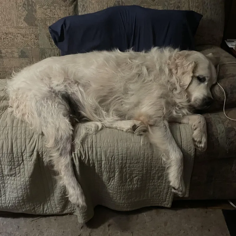 A senior large-sized male White / Cream Golden Retriever dog named Silas for adoption in Grand Rapids, MI