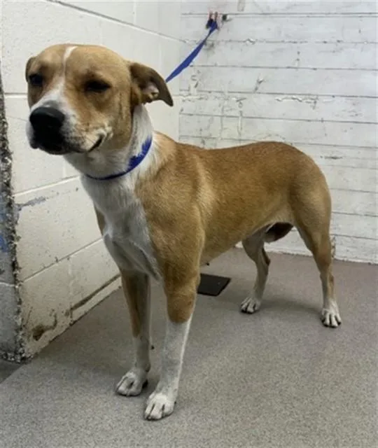 A young large-sized female German Shepherd Dog dog named Natalie for adoption in San Bernardino, CA