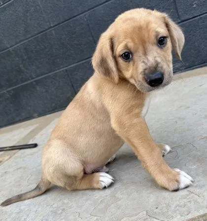 A baby medium-sized male Beagle dog named Versace for adoption in Wilkesboro, NC