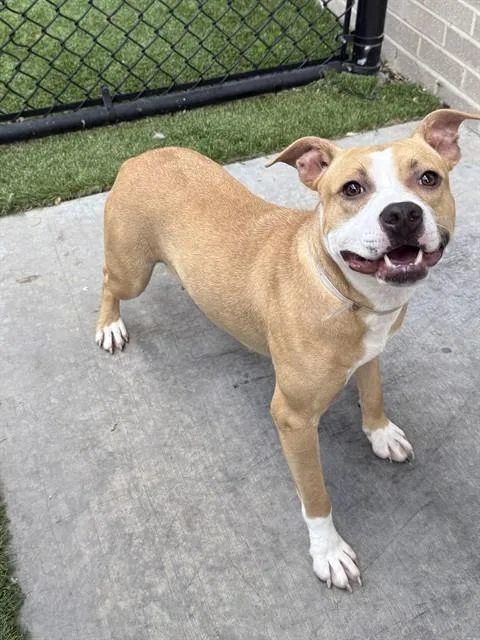A young medium-sized female Mixed Breed dog named Debbie for adoption in Dallas, TX