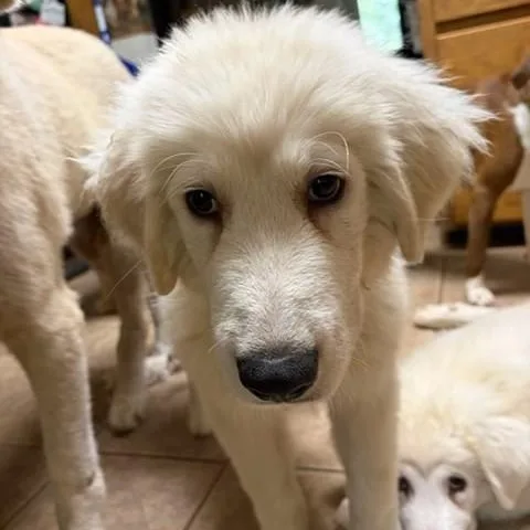 A young large-sized male White / Cream Great Pyrenees dog named Maverick for adoption in Unionville, CT