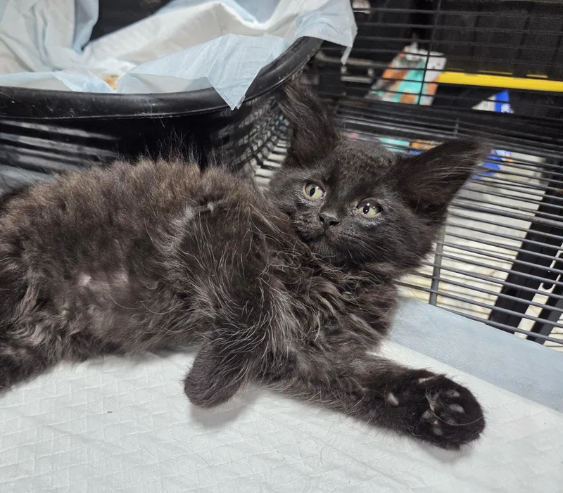 A baby small-sized female Black Domestic Long Hair cat named Snuggle Bear for adoption in Columbia, MO