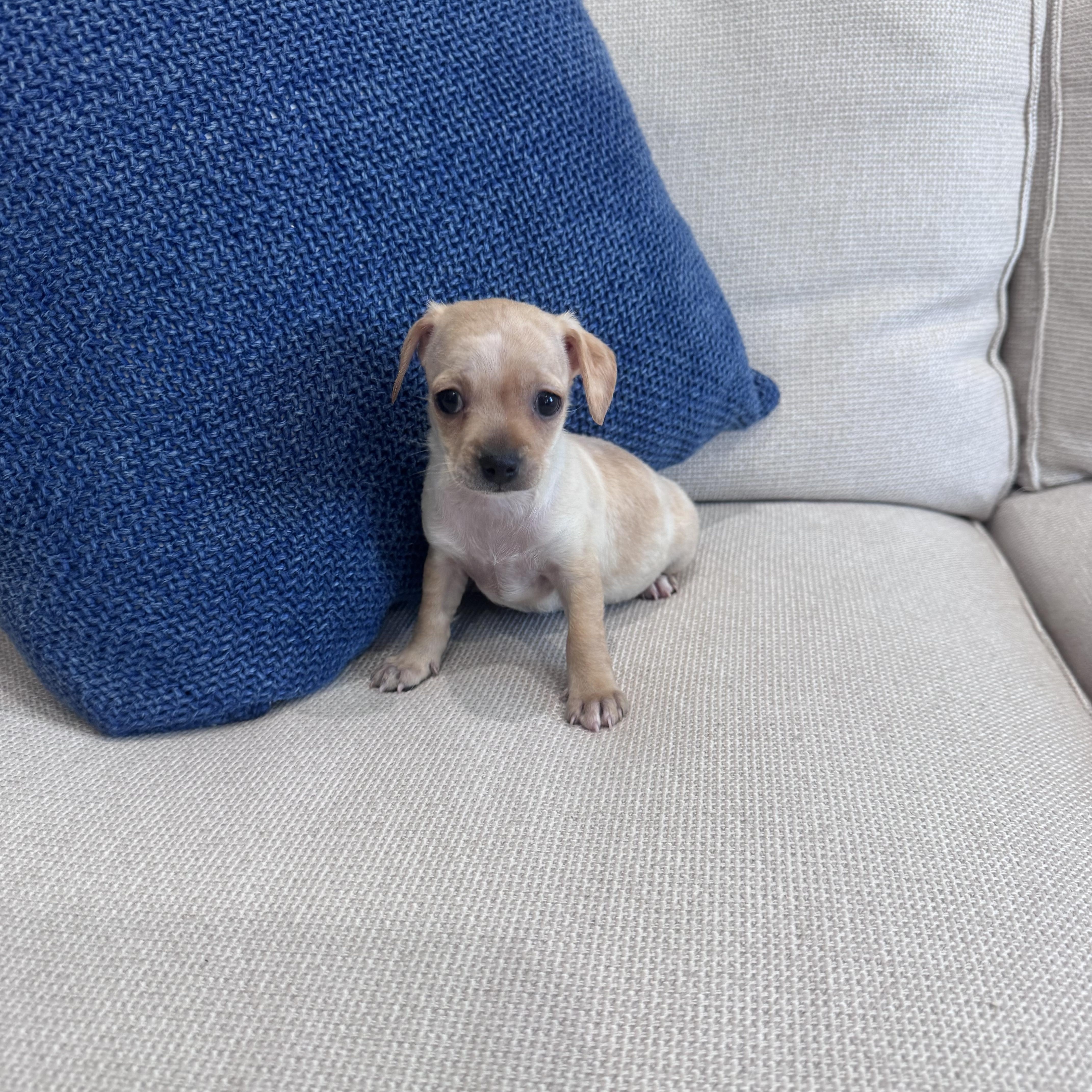 Tiny