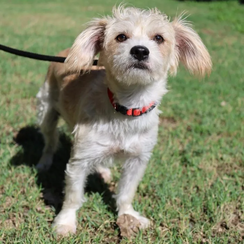 A young small-sized male White / Cream Maltipoo dog named Hansel for adoption in Mansfield, TX