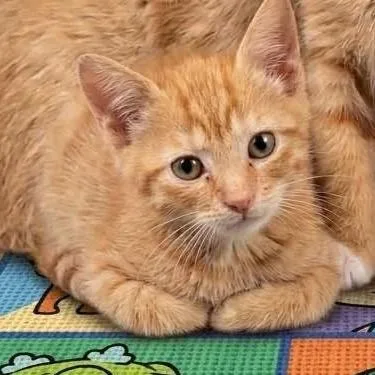 A baby small-sized male Orange / Red Domestic Short Hair cat named Dill for adoption in Galax, VA