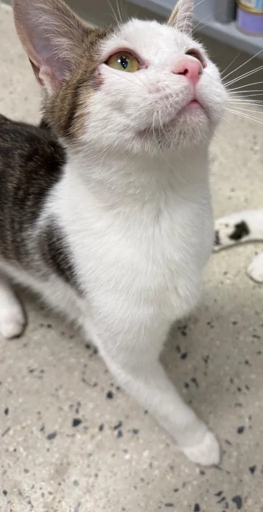 A baby small-sized male Domestic Short Hair cat named Flynn for adoption in Camp Hill, PA