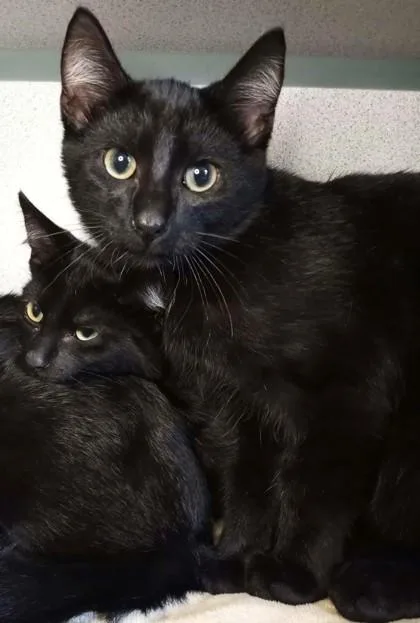 A baby medium-sized male Domestic Short Hair cat named Ruff for adoption in Waupaca, WI