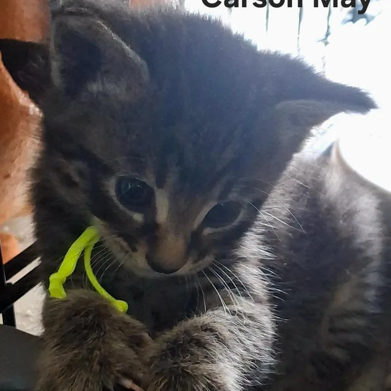 Carson May