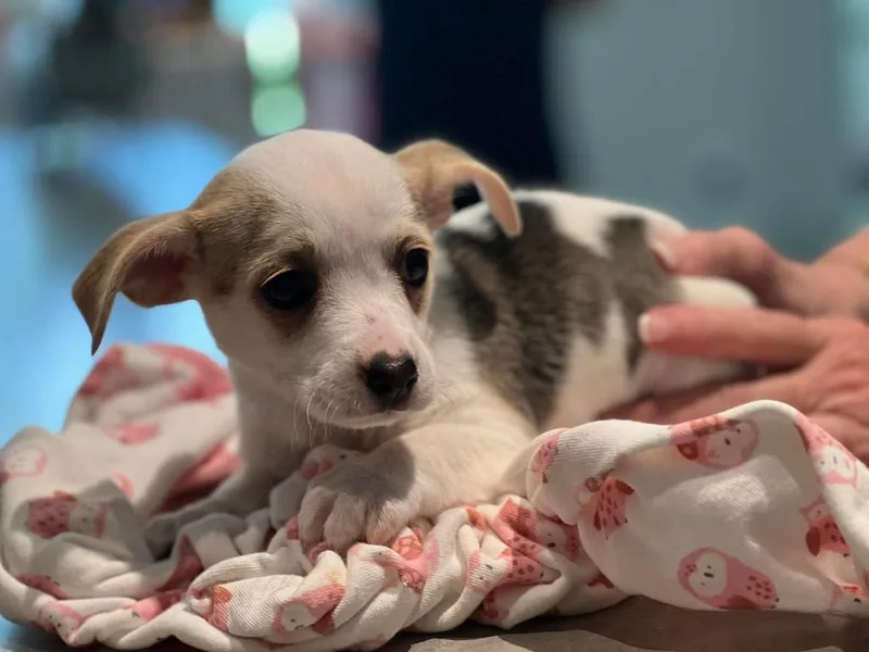 A baby small-sized male Chihuahua dog named Caroline for adoption in Dalton, GA