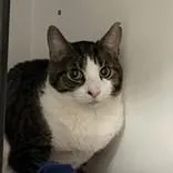 A senior medium-sized female Tabby (Buff / Tan / Fawn) Domestic Short Hair cat named Buffy for adoption in Hilliard, OH