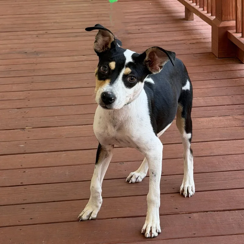 A baby small-sized female Tricolor (Brown, Black, & White) Terrier dog named Tilly Jackson for adoption in Slidell, LA