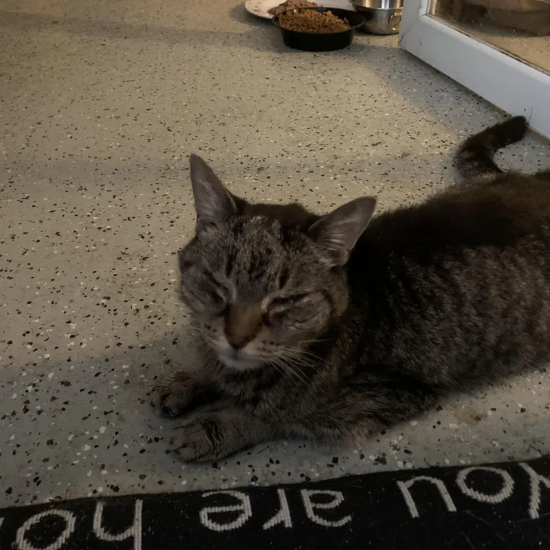 A senior small-sized male Tabby (Brown / Chocolate) Domestic Short Hair cat named Prince for adoption in Pompton Lakes, NJ