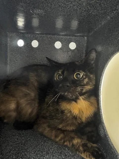 A young medium-sized female Domestic Short Hair cat named Princessa for adoption in Naples, FL