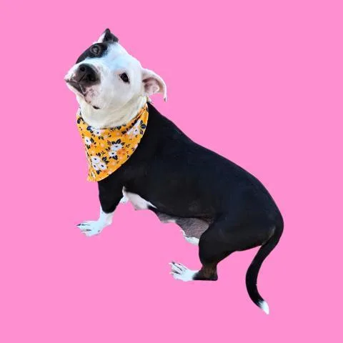 A young medium-sized female Black Pit Bull Terrier dog named Pepper  Urgent for adoption in Thousand Oaks, CA