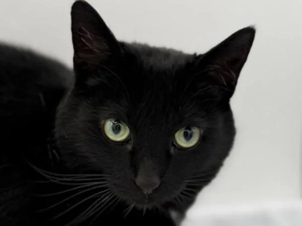 An adult medium-sized female Domestic Short Hair cat named Olive for adoption in Portland, OR