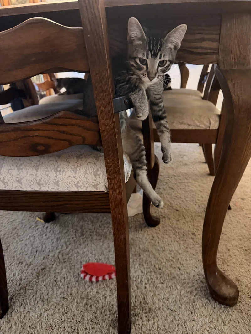 A baby small-sized male Domestic Short Hair cat named Mac for adoption in Visalia, CA