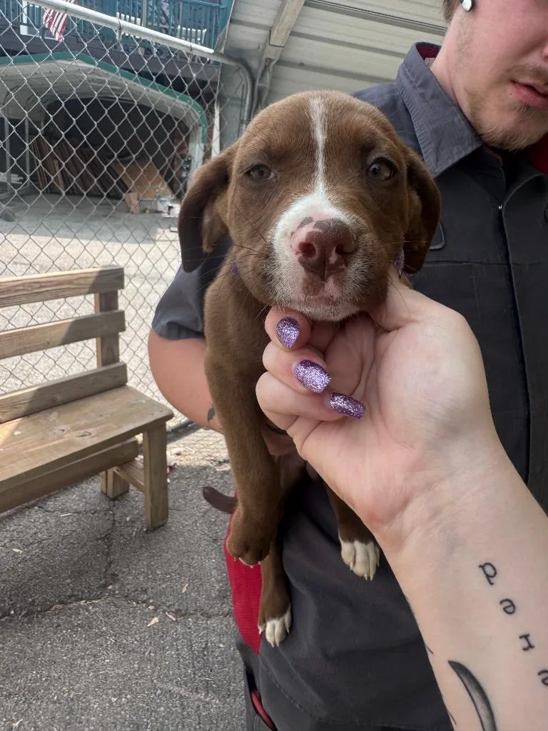 A baby medium-sized female Labrador Retriever dog named Chai for adoption in Russellville, KY